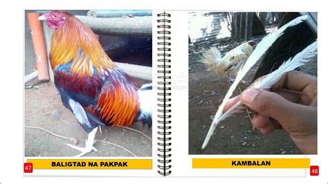 MGA SENYALES NG MANOK PANABONG .